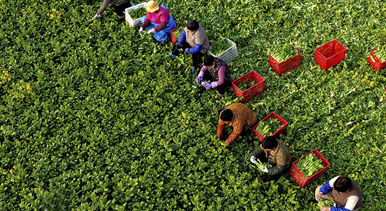 安徽利辛：采收菜薹