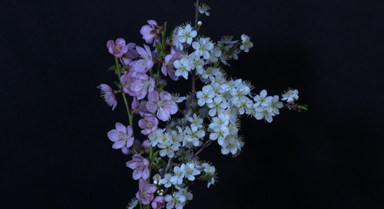 把春天拍给你看！延时看桃李渐次绽放