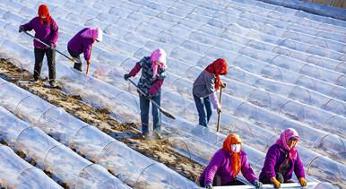 甘肃张掖:搭建小拱棚