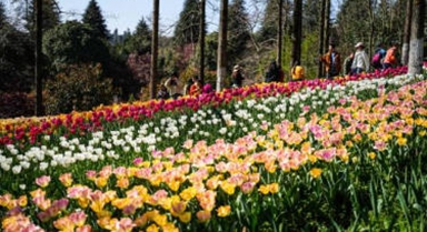 贵州龙里:郁金香开迎客来