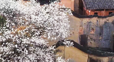 春花绽放,田园古韵诗意满满