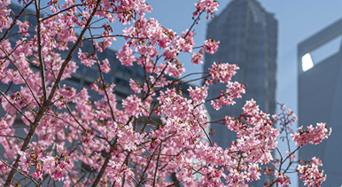 上海:陆家嘴现“樱花车站”