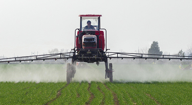 河北鸡泽:小麦管护忙