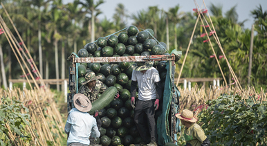 海南琼海:采收冬瓜