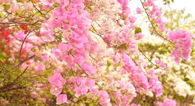 云南巧家三角梅“花瀑”惊艳绽放