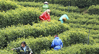 江西泰和：采摘春茶