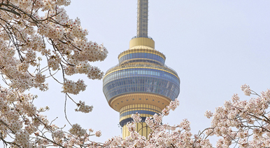 北京：玉渊潭樱花烂漫