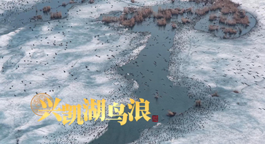 春融兴凯湖 万鸟逐浪来