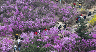 山东青岛：杜鹃花开