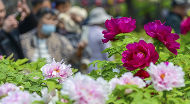 河南洛阳：牡丹花开