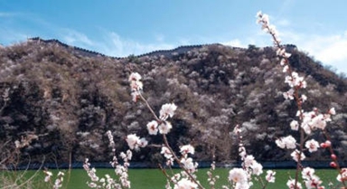 黄花城水长城：山花烂漫 春意正浓