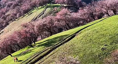 美若仙境！新疆伊犁杏花草原雪山同框