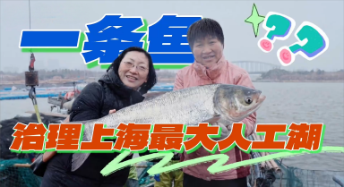 一条鱼，如何治理上海最大人工湖？