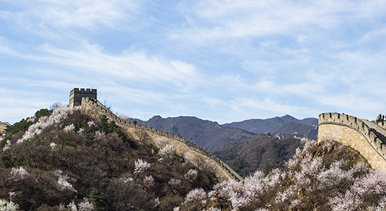 北京：八达岭长城山花绽放