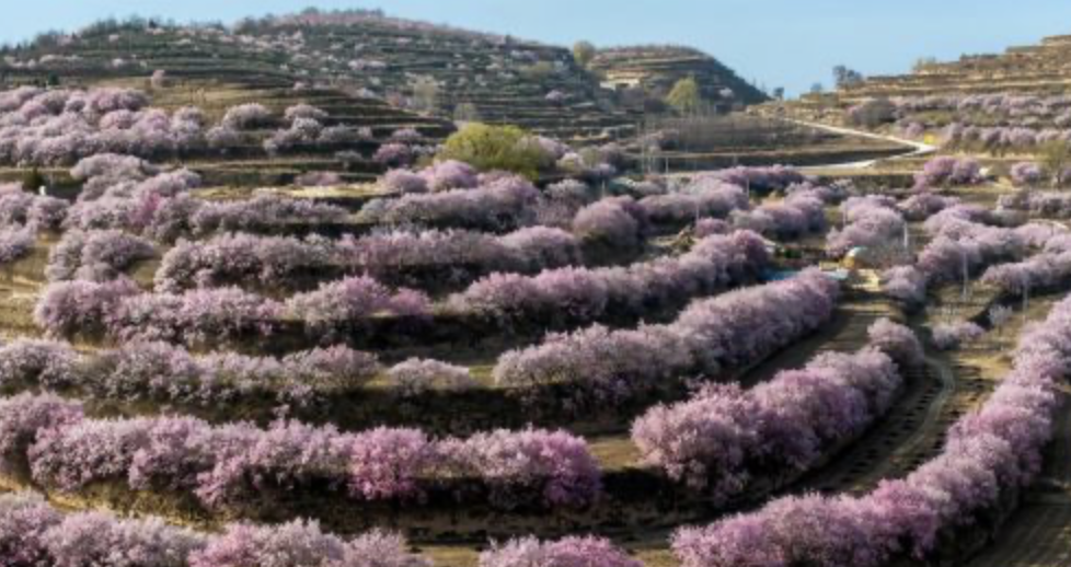 梯田花海 绽放黄土高原