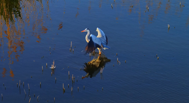 宁夏沙湖春日限定大片