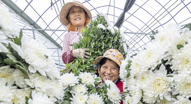 江苏泗洪：订单菊花开出致富花