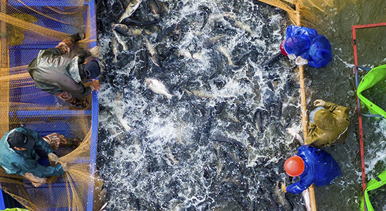 江西都昌：夏季捕鱼忙