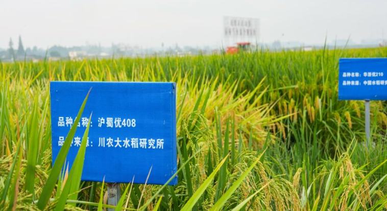 永丰村迎秋粮收获