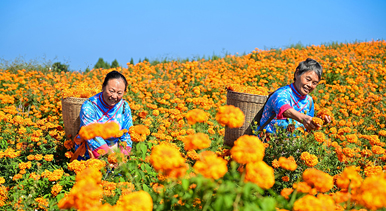 四川德阳：菊香引客来 田间采摘忙