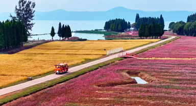 花田烂漫！滇池边上邂逅山海田园