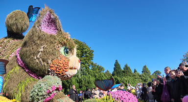 北海公园菊花展