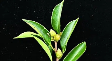 海南发现油茶新物种
