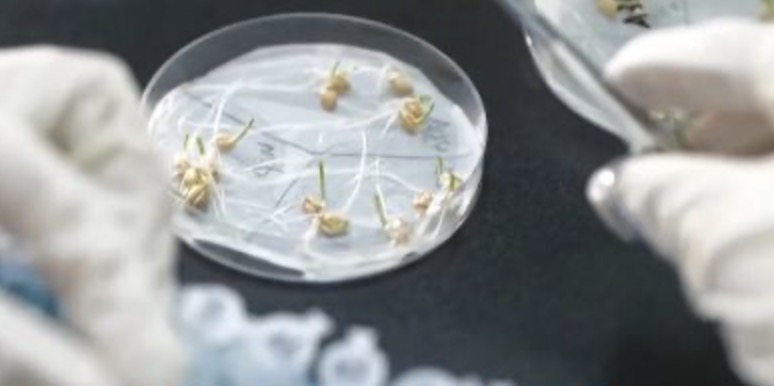我国种业振兴行动取得一批标志性成果