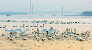 安徽铜陵:生态好 候鸟至