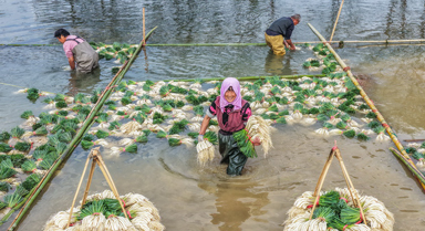 湖南道县:种藠头 促增收