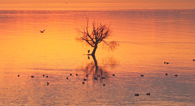 晨曦中的滇池美似鎏金油画