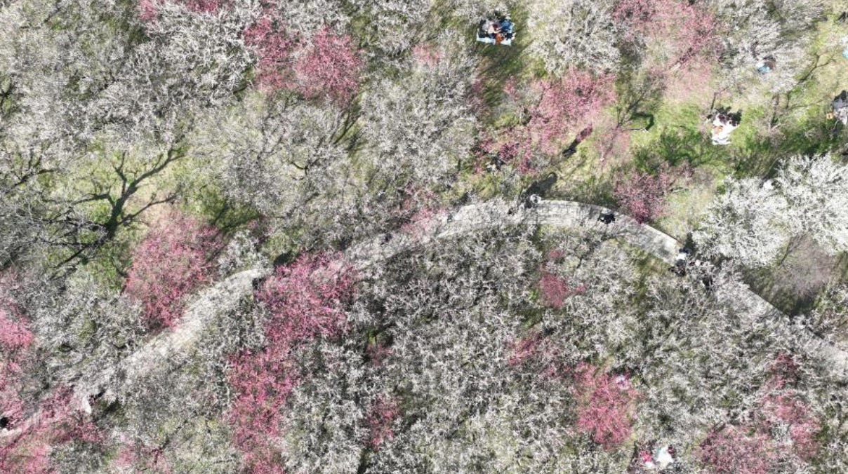 西溪湿地：梅花盛放