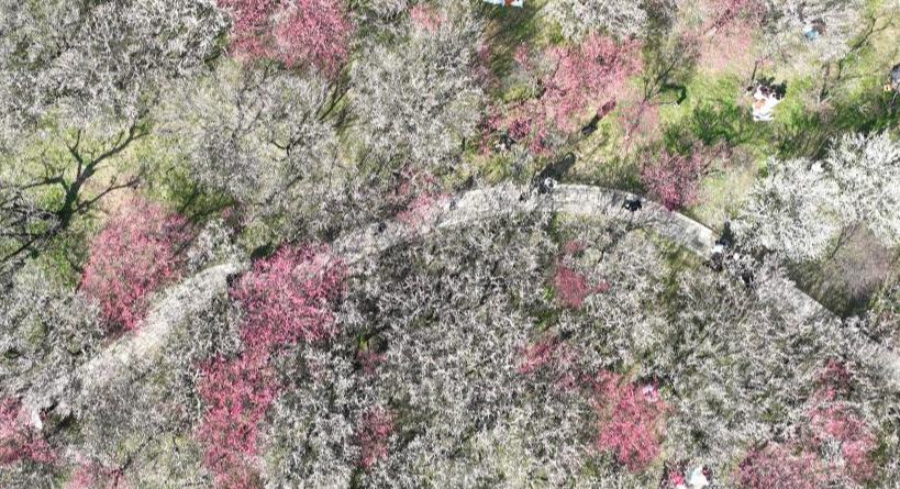 西溪湿地：梅花盛放