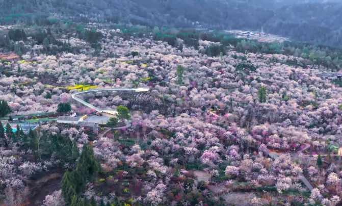 繁花似锦！云南腾冲万亩梅林惊艳上线