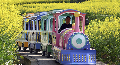四川蓬安：油菜花开引客来