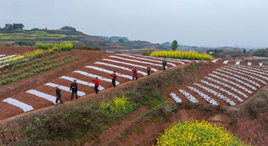 四川荣县：乐德红土地 春日调色板