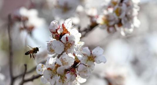 新疆吐鲁番：赴一场杏花之约