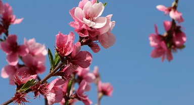 如云似霞！被春日的桃花海惊艳到了