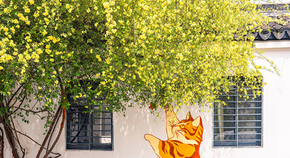 江苏苏州：木香花开