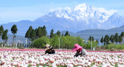 云南丽江：精心管护郁金香