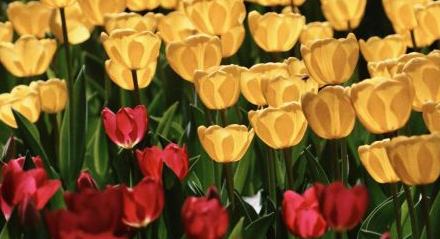 中山公园郁金香绽放醉游人