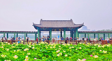 北京:荷花绽放