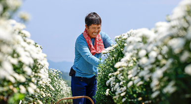 安徽休宁：徽州贡菊采摘忙
