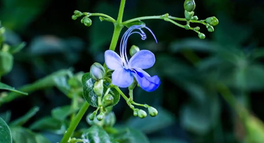 延时记录蓝蝴蝶花绽放全过程