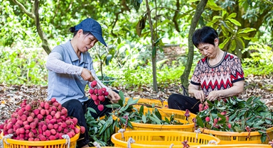 福建永春：荔枝丰收采摘忙