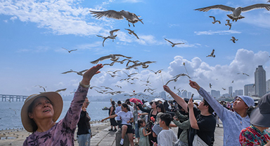 与海鸥的夏日之约