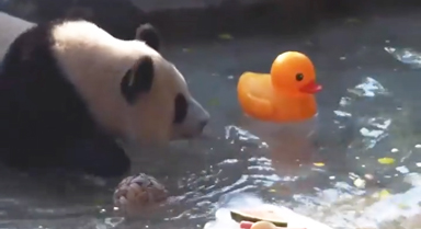 大熊猫三伏天“清凉套餐”来了