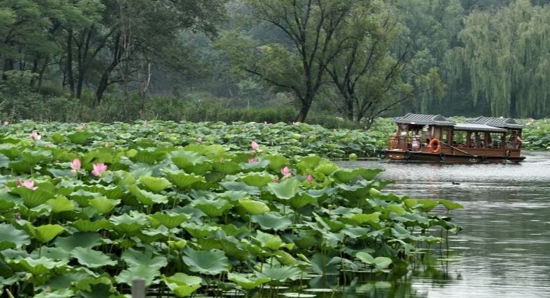北京圆明园:映日荷花别样红