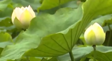 云南鹤庆白荷花进入盛花期