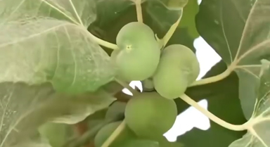 沙漠边的无花果古树迎来盛果期